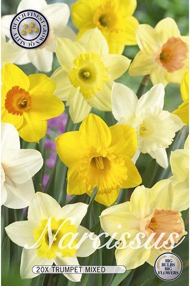 Narcissus Mix 20-pakning